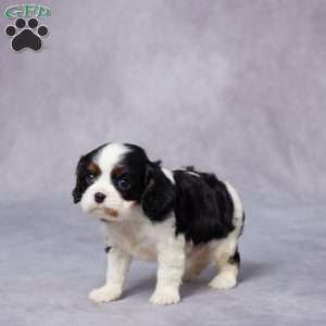 Eric, Cavalier King Charles Spaniel Puppy
